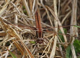 White Corporal